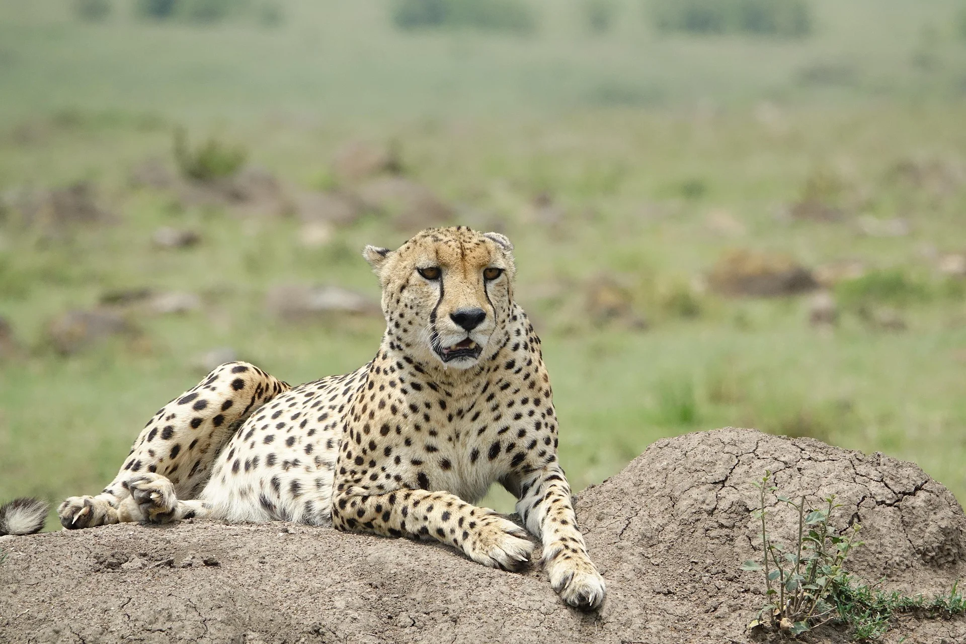 4 Days Tanzania Luxury Safari