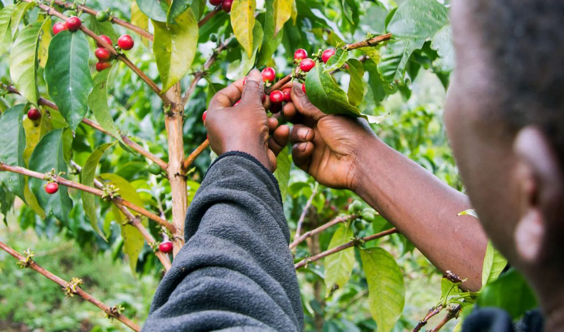Coffee  Tour