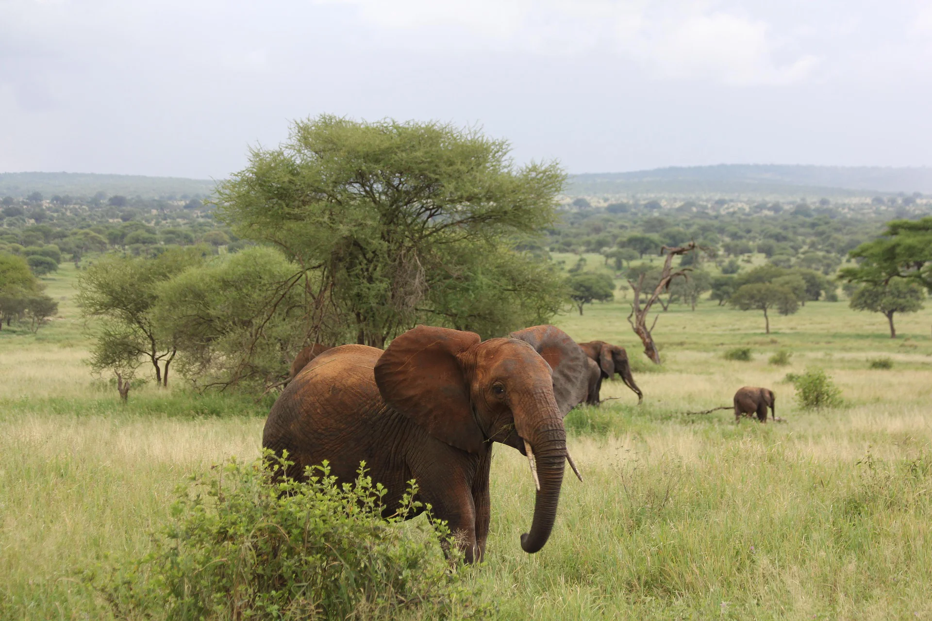 7 Days / 6 Nights Luxury Safari